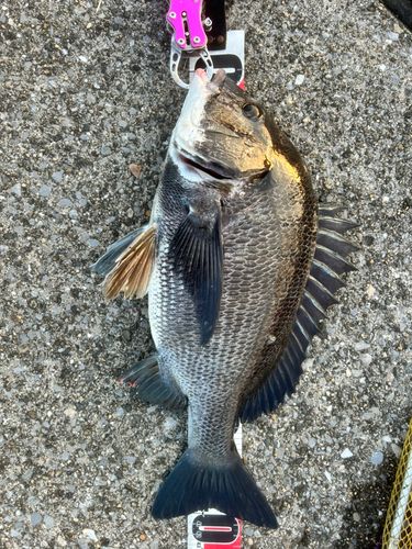チヌの釣果