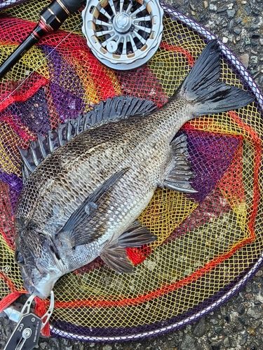 クロダイの釣果