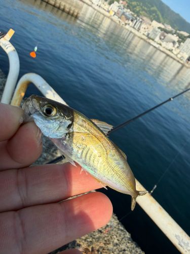 マアジの釣果