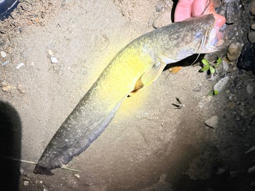 ニホンナマズの釣果