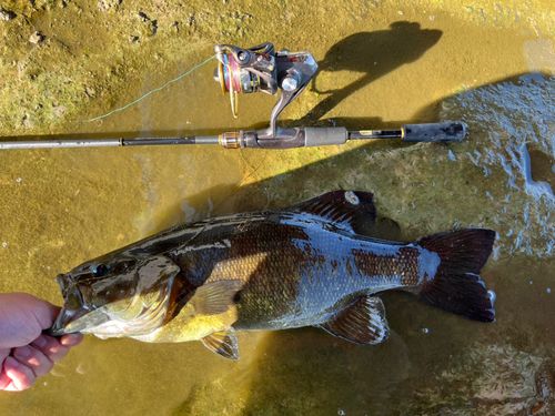 スモールマウスバスの釣果