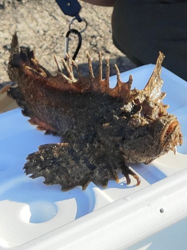 オニオコゼの釣果