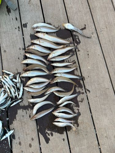 シロギスの釣果