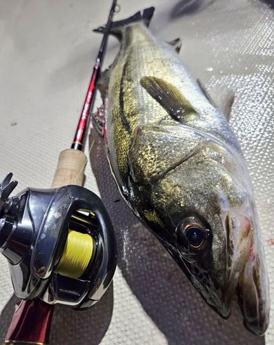 シーバスの釣果