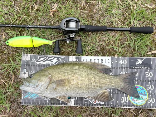 ブラックバスの釣果