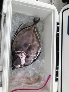 カガミダイの釣果