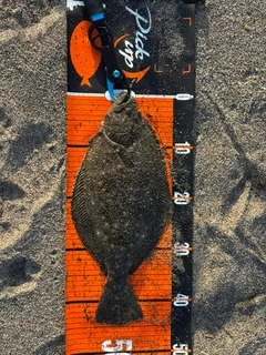 ヒラメの釣果