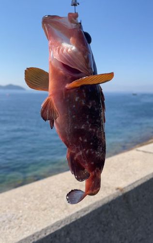 アコウの釣果
