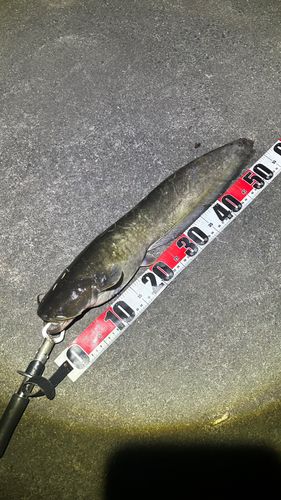 ナマズの釣果