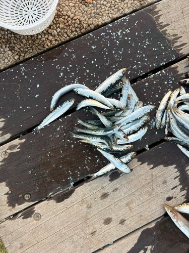 マイワシの釣果