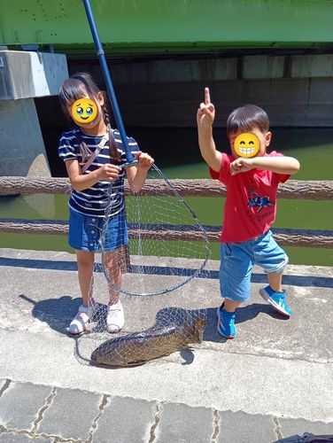 コイの釣果