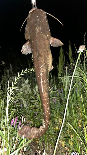 ナマズの釣果