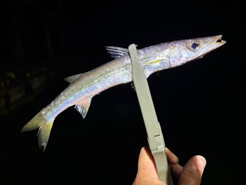 カマスの釣果