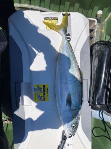 ハマチの釣果