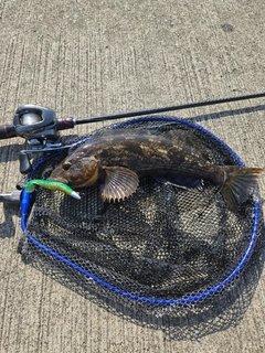 アイナメの釣果