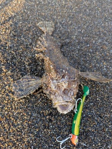 オニオコゼの釣果