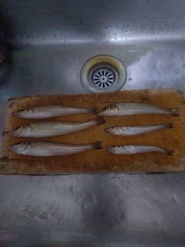 釣果