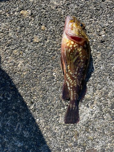 カサゴの釣果