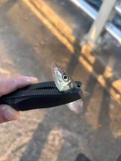 キスの釣果