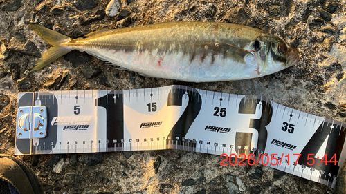マルアジの釣果