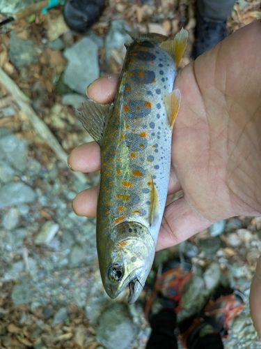 アマゴの釣果