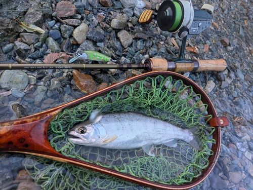 アマゴの釣果