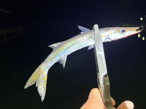 カマスの釣果