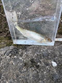 カワムツの釣果