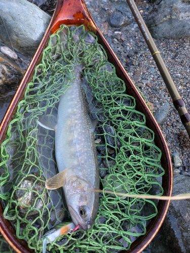 イワナの釣果