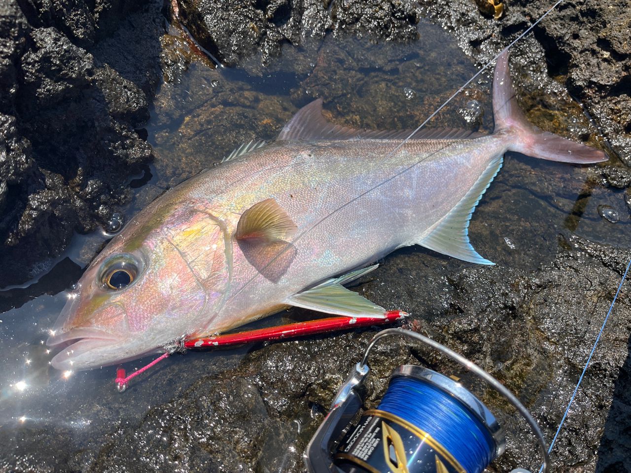 SHIMANO 19ステラ SW 14000XGの最安値・インプレ・釣果 | 本音の口コミ