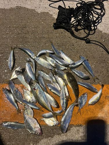釣果