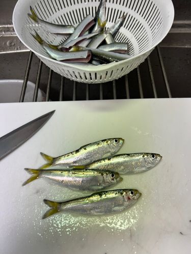 サッパの釣果