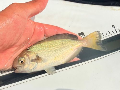 メダイの釣果