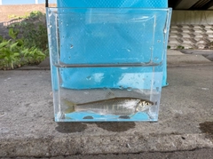 カワムツの釣果