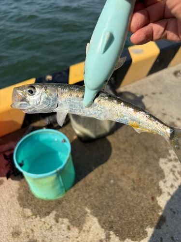 イワシの釣果