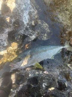 ヒラマサの釣果