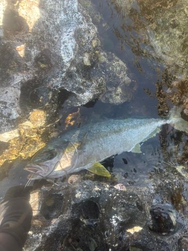 ヒラマサの釣果