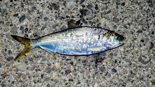 コノシロの釣果