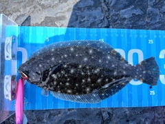 ソゲの釣果