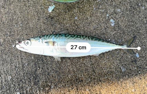 サバの釣果