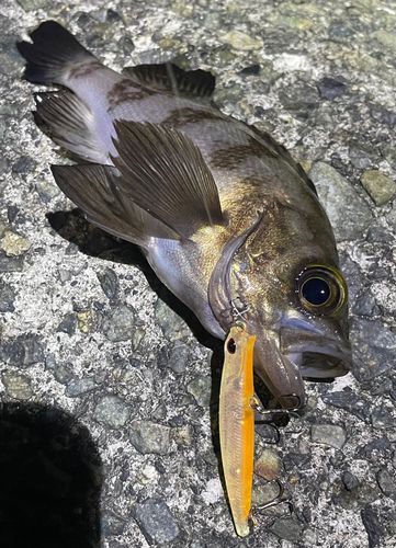 メバルの釣果