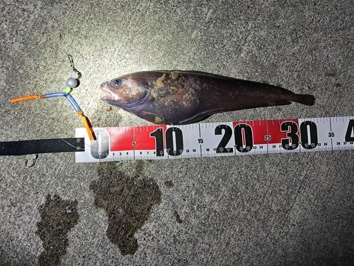 ドンコの釣果