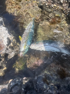 ブリの釣果