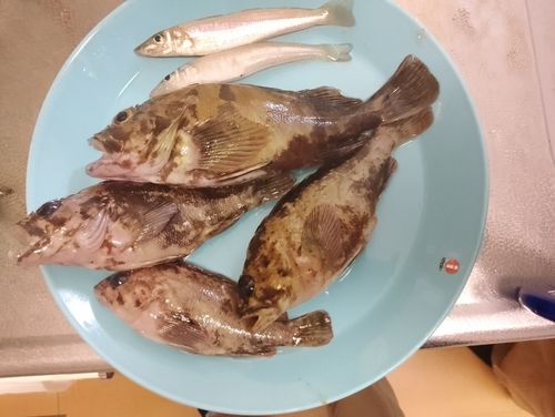 カサゴの釣果
