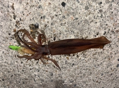 スルメイカの釣果