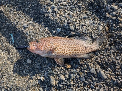 オオモンハタの釣果
