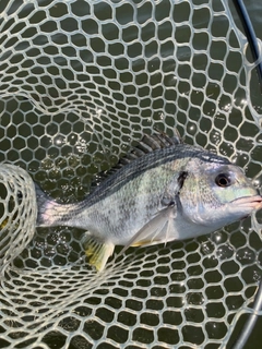 キビレの釣果
