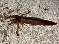 スルメイカの釣果