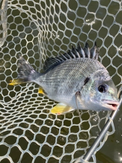 キビレの釣果