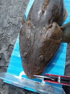 マゴチの釣果
